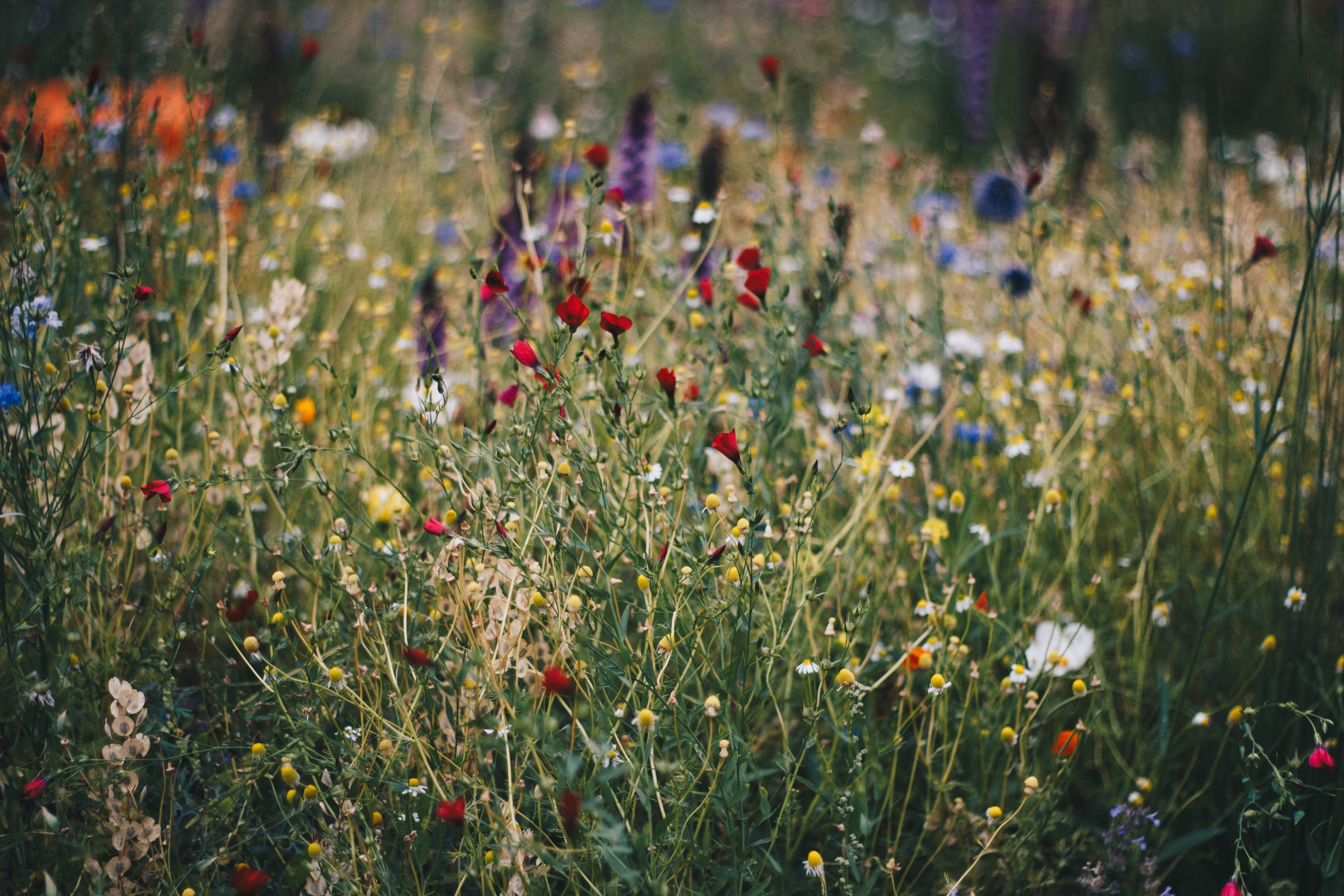 colorful flowers in field with link to external page